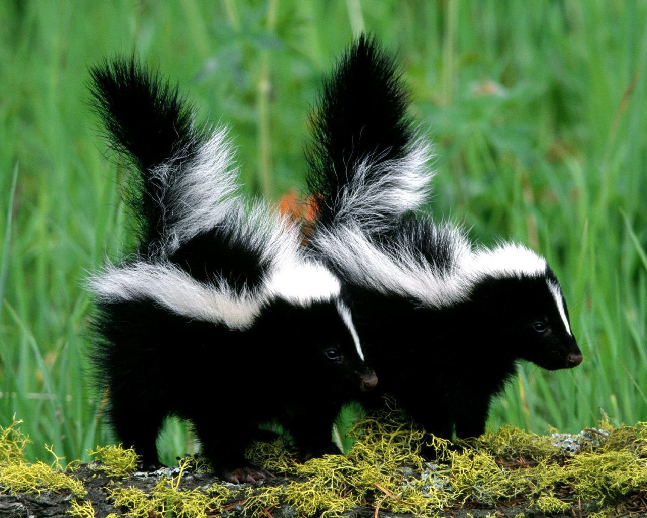 Два скунса гуляют на природе