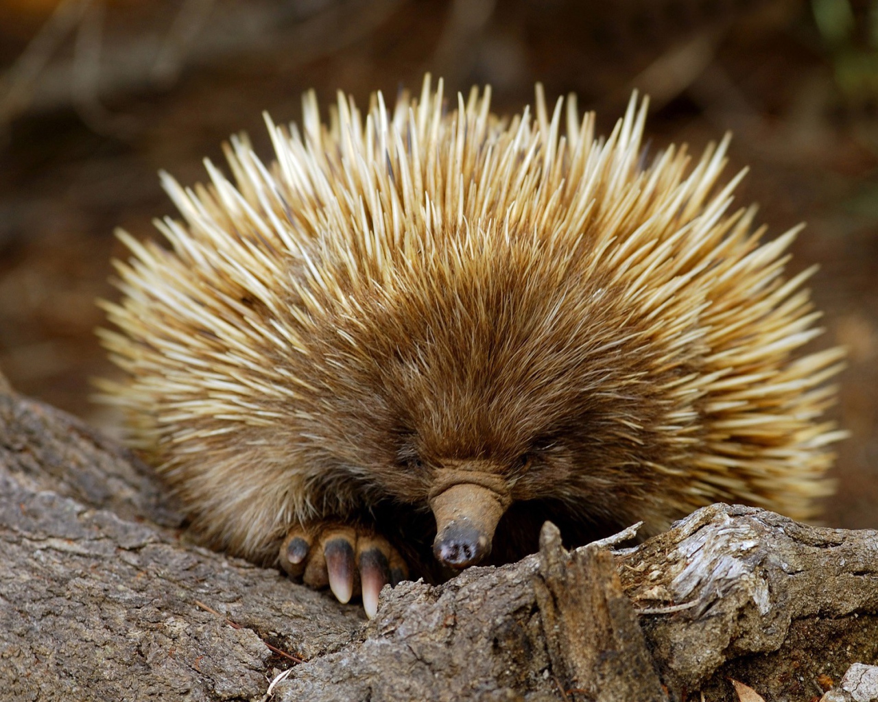 Ехидна из южной Австралии