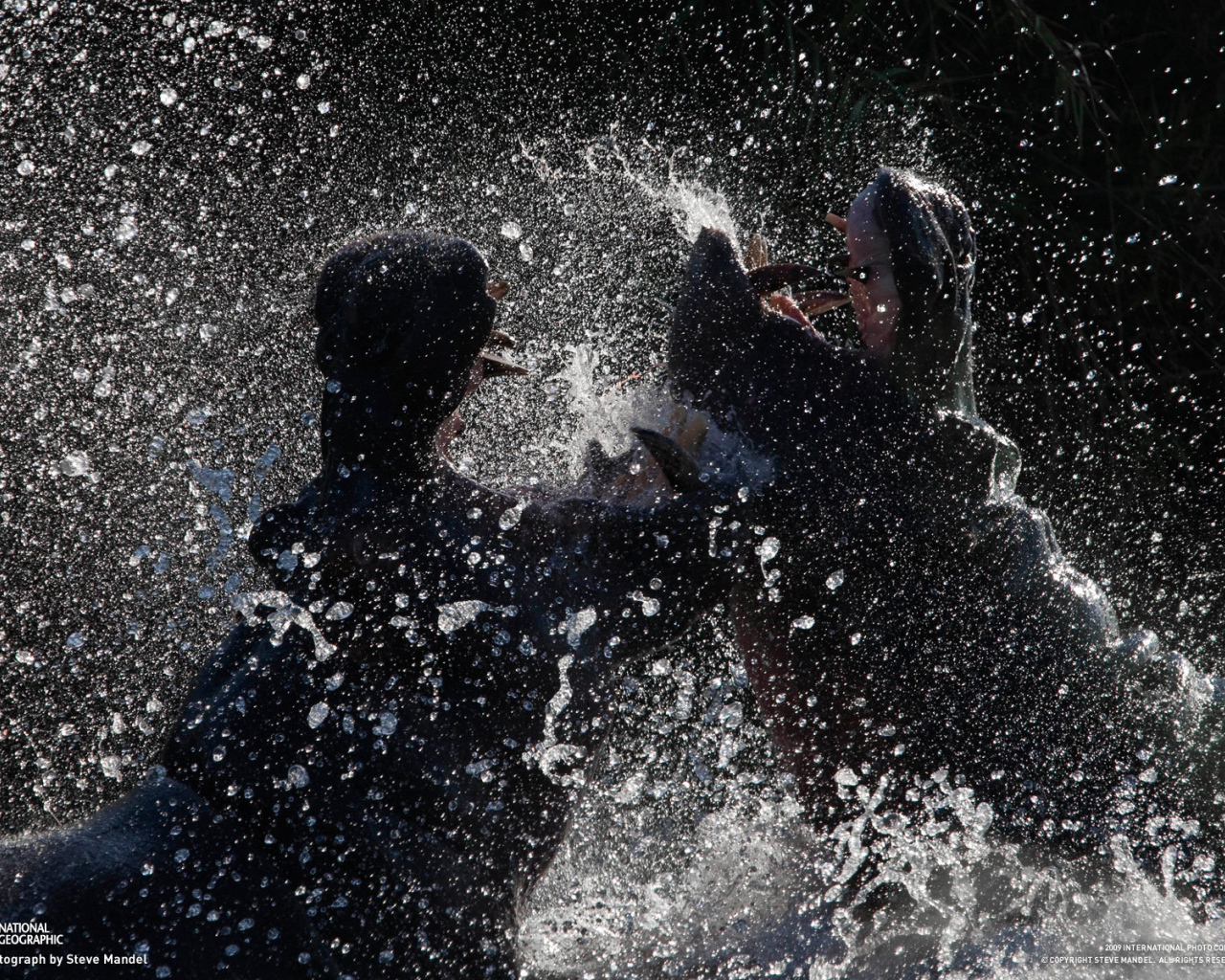 Битва бегемотов