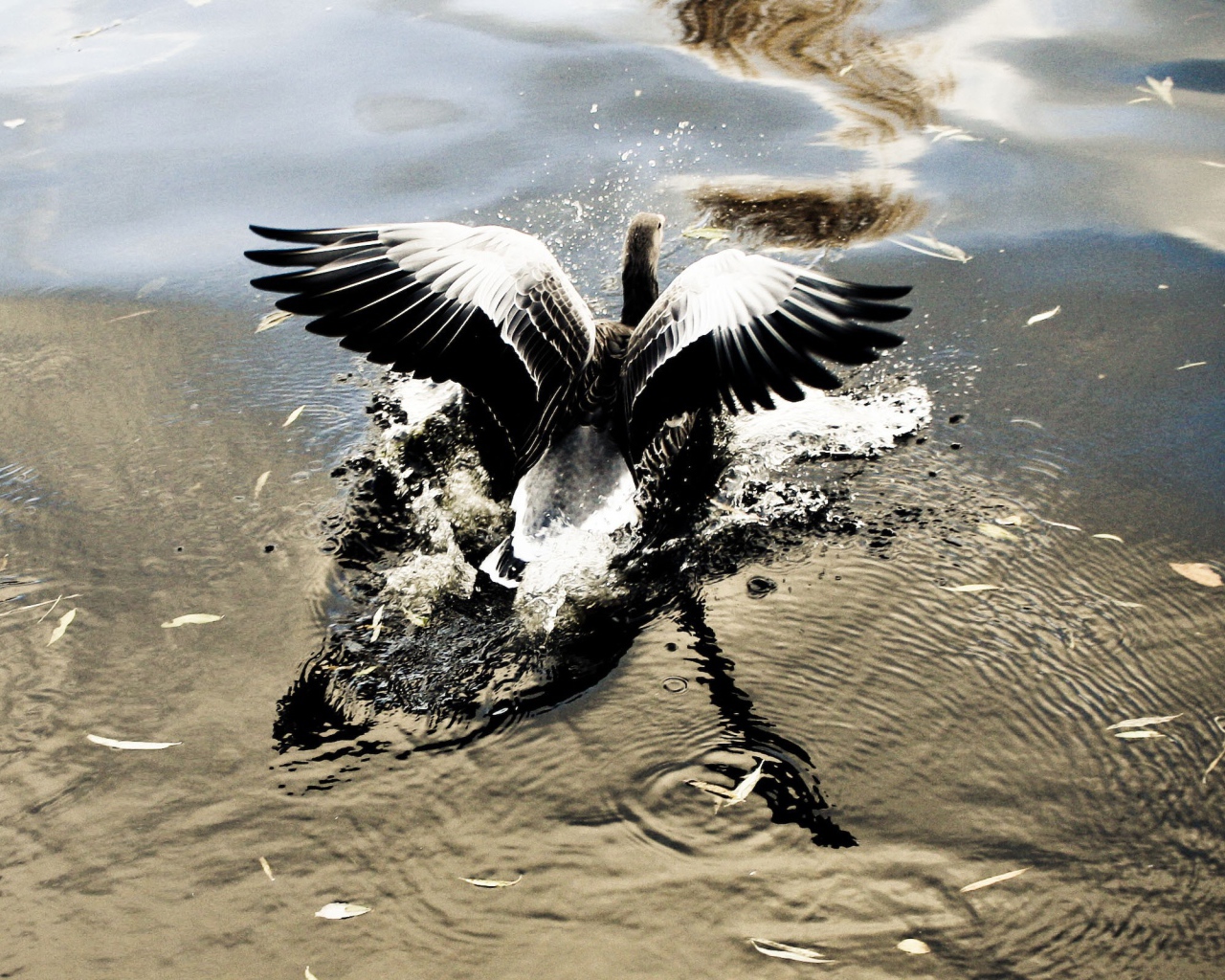 Птица взлетает с воды