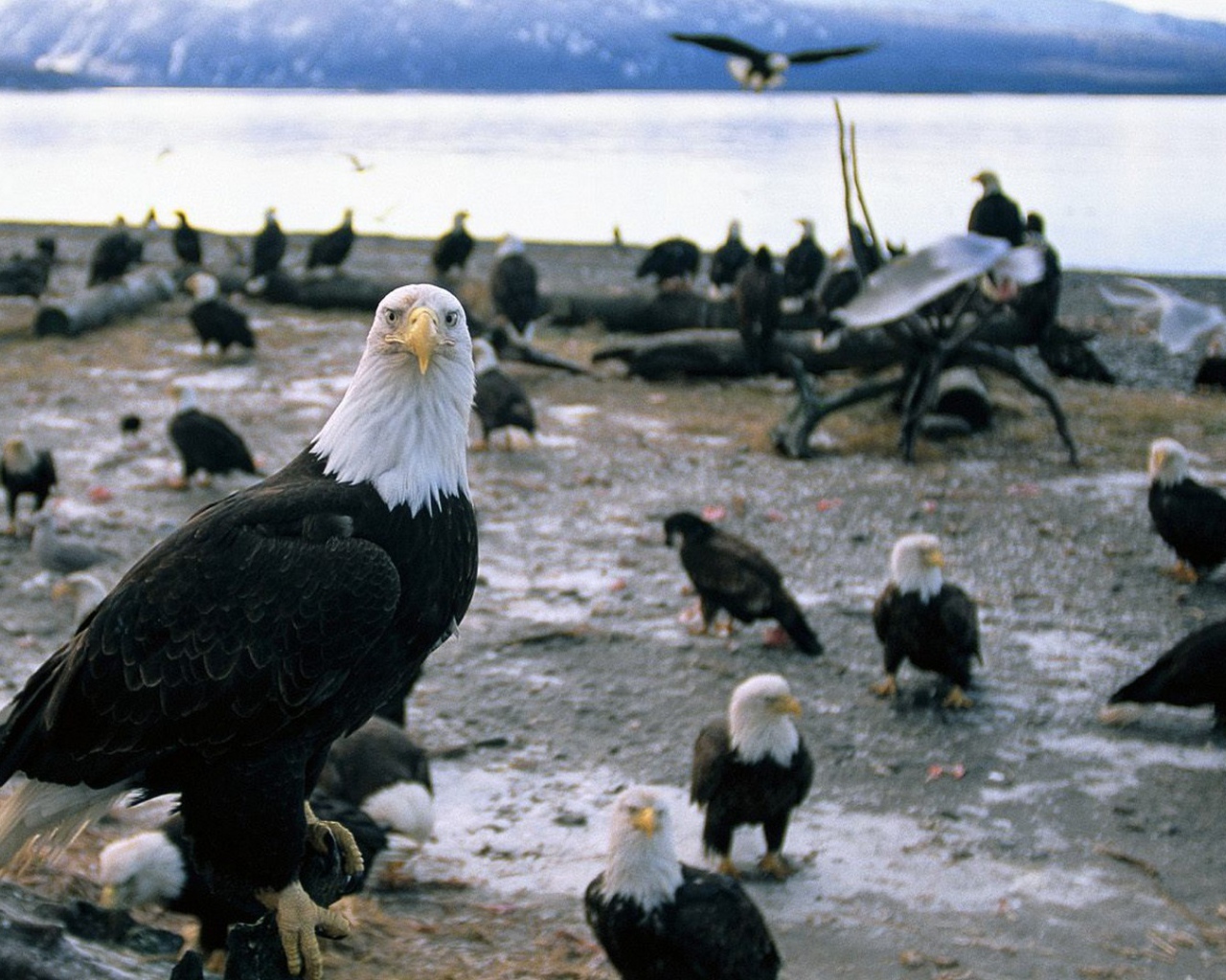 Стая белоголовых орлов