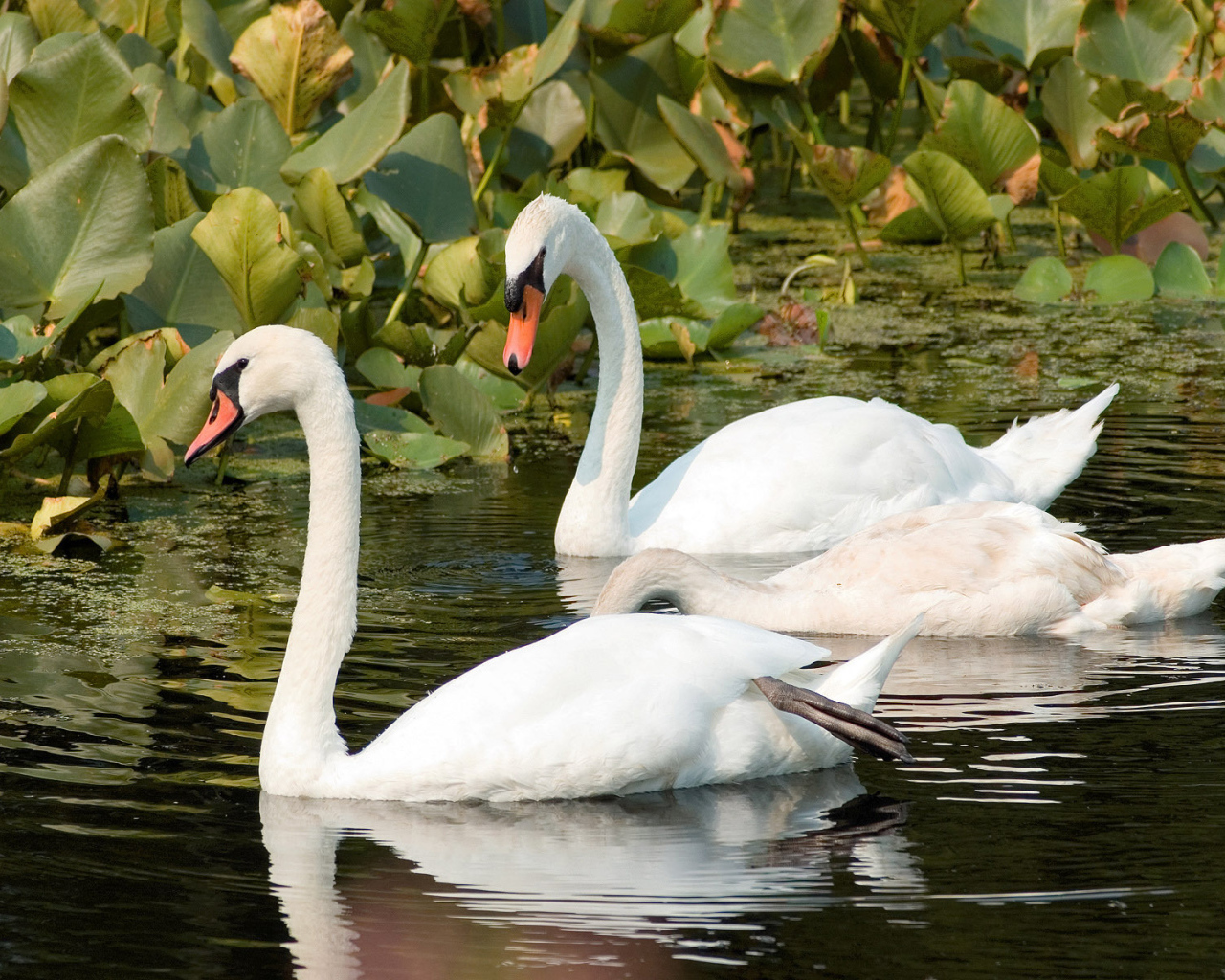Пара лебедей на реке