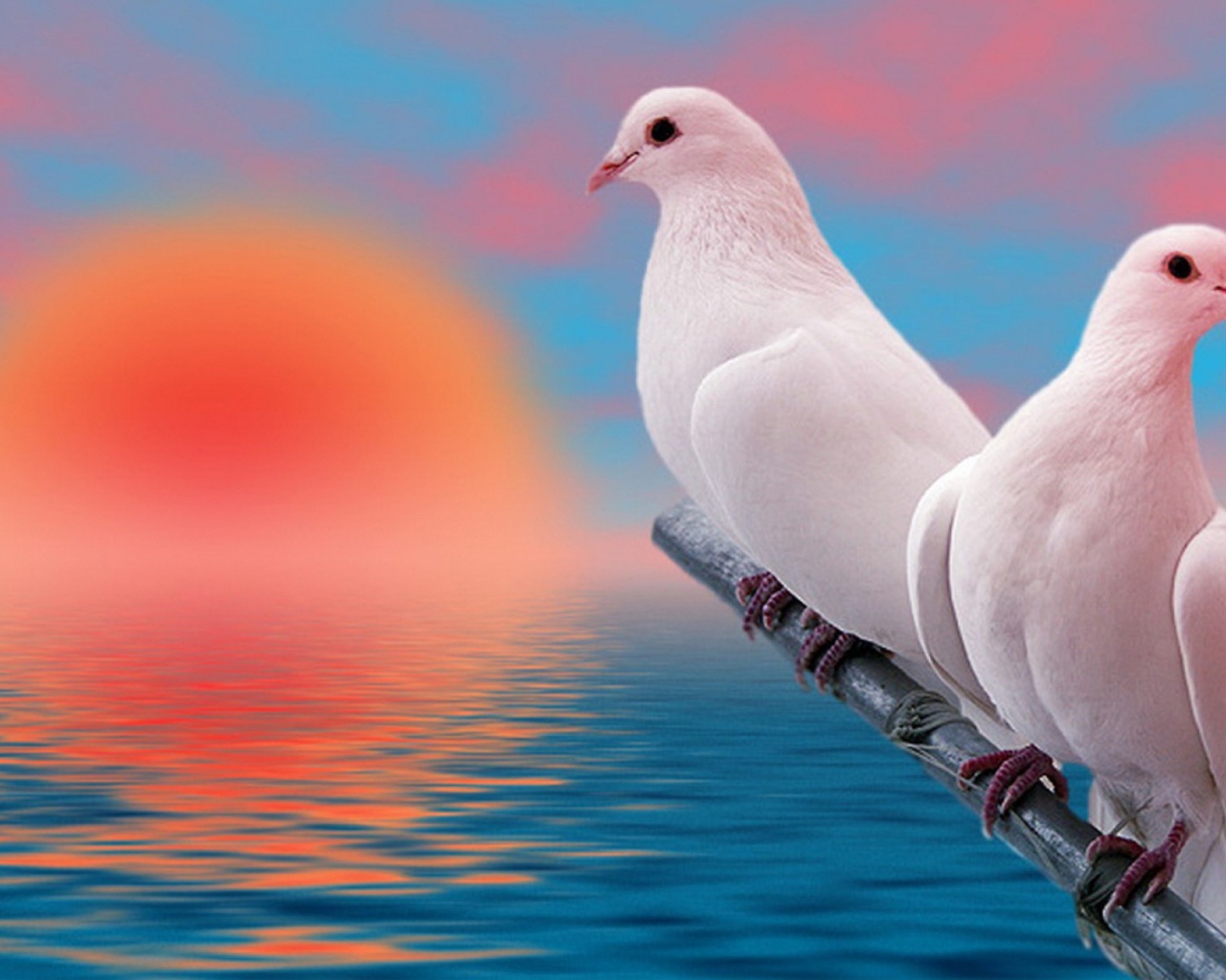 Пара белых голубей