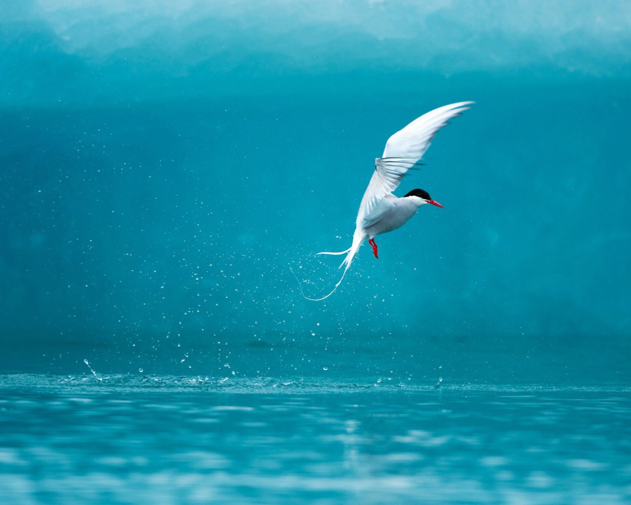 Полярная крачка