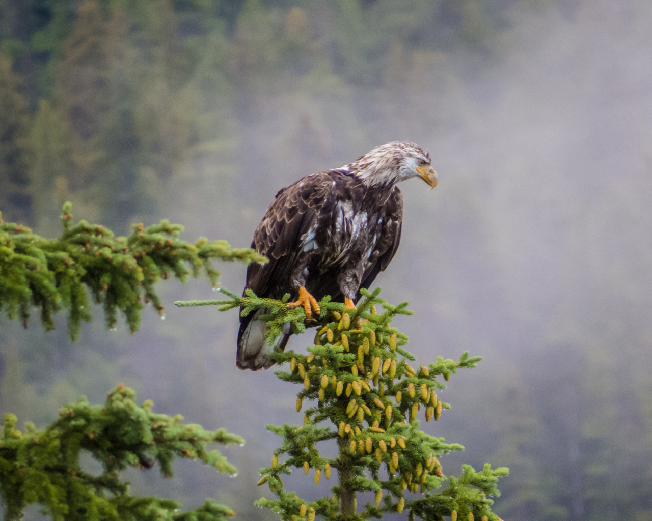 Белоголовый орлан на дереве