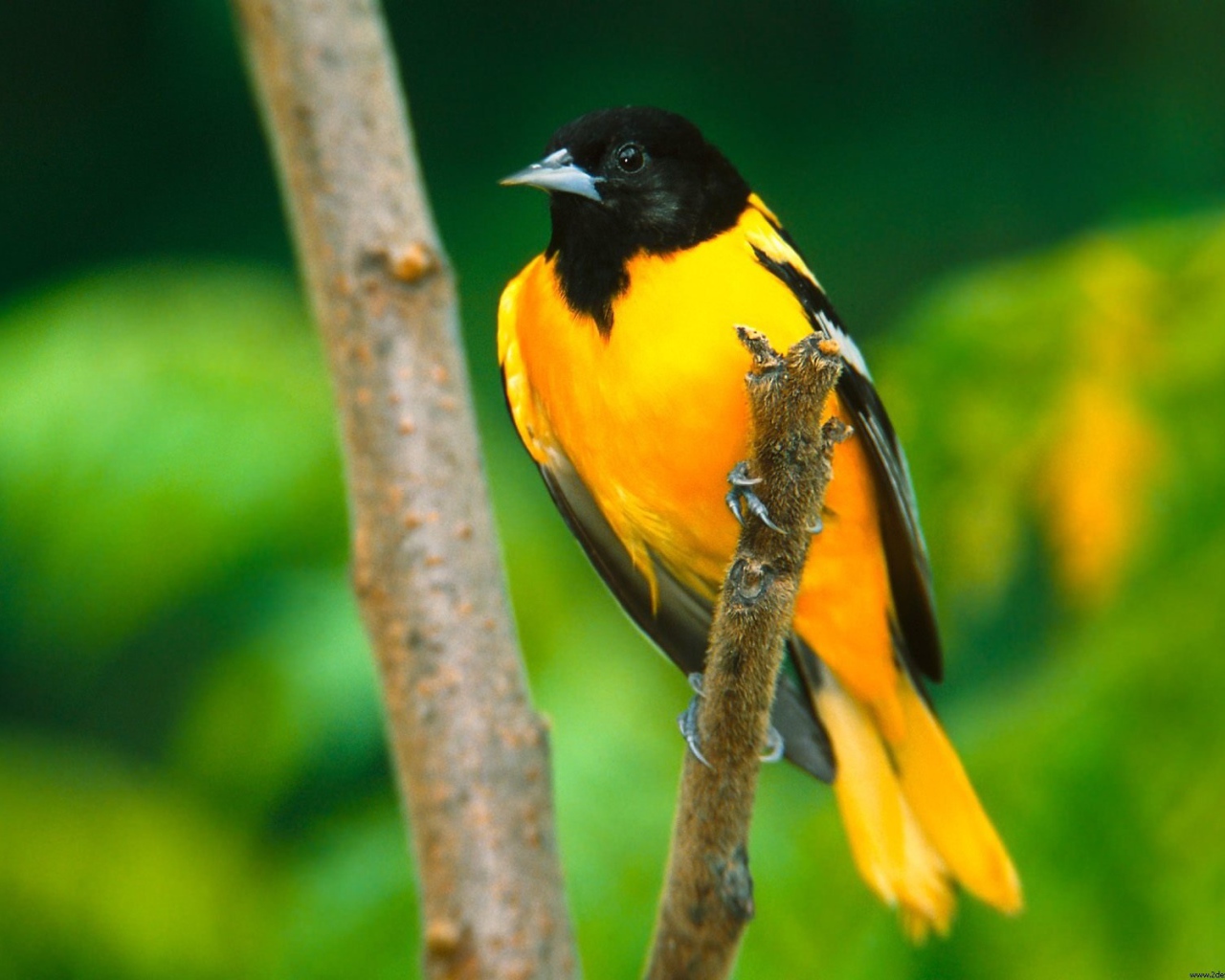 Иволга в Балтиморе