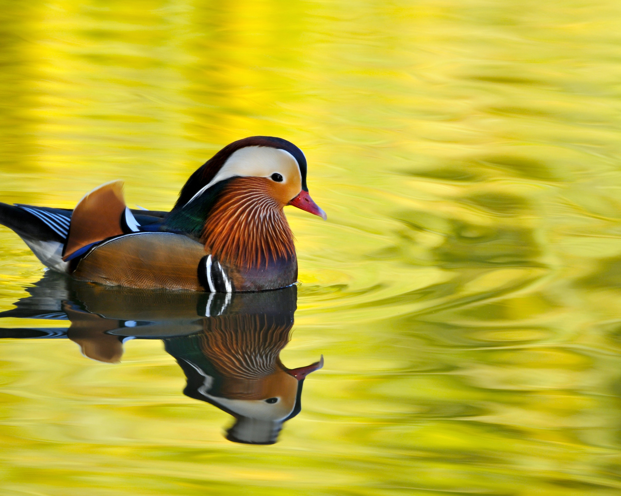 Красивая утка Мандаринка