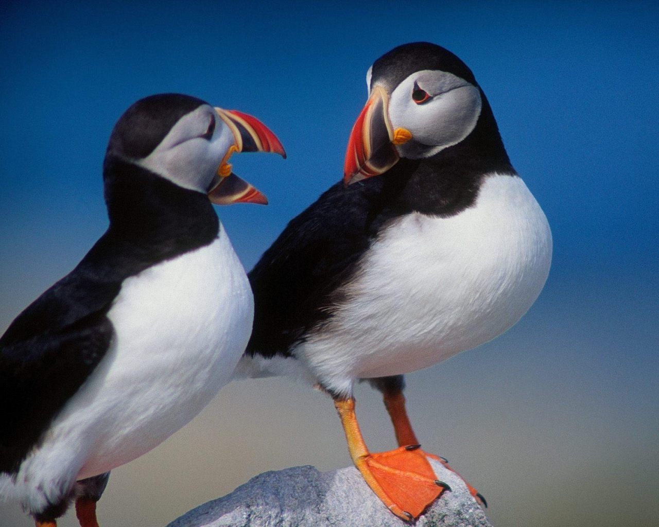 Красивые птички