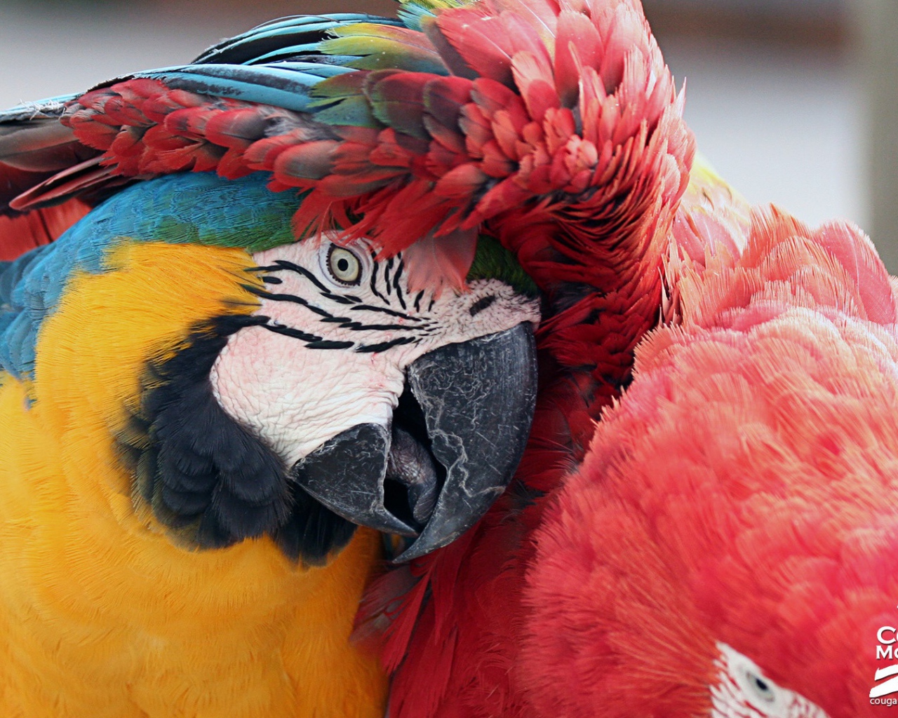 Лучшие друзья