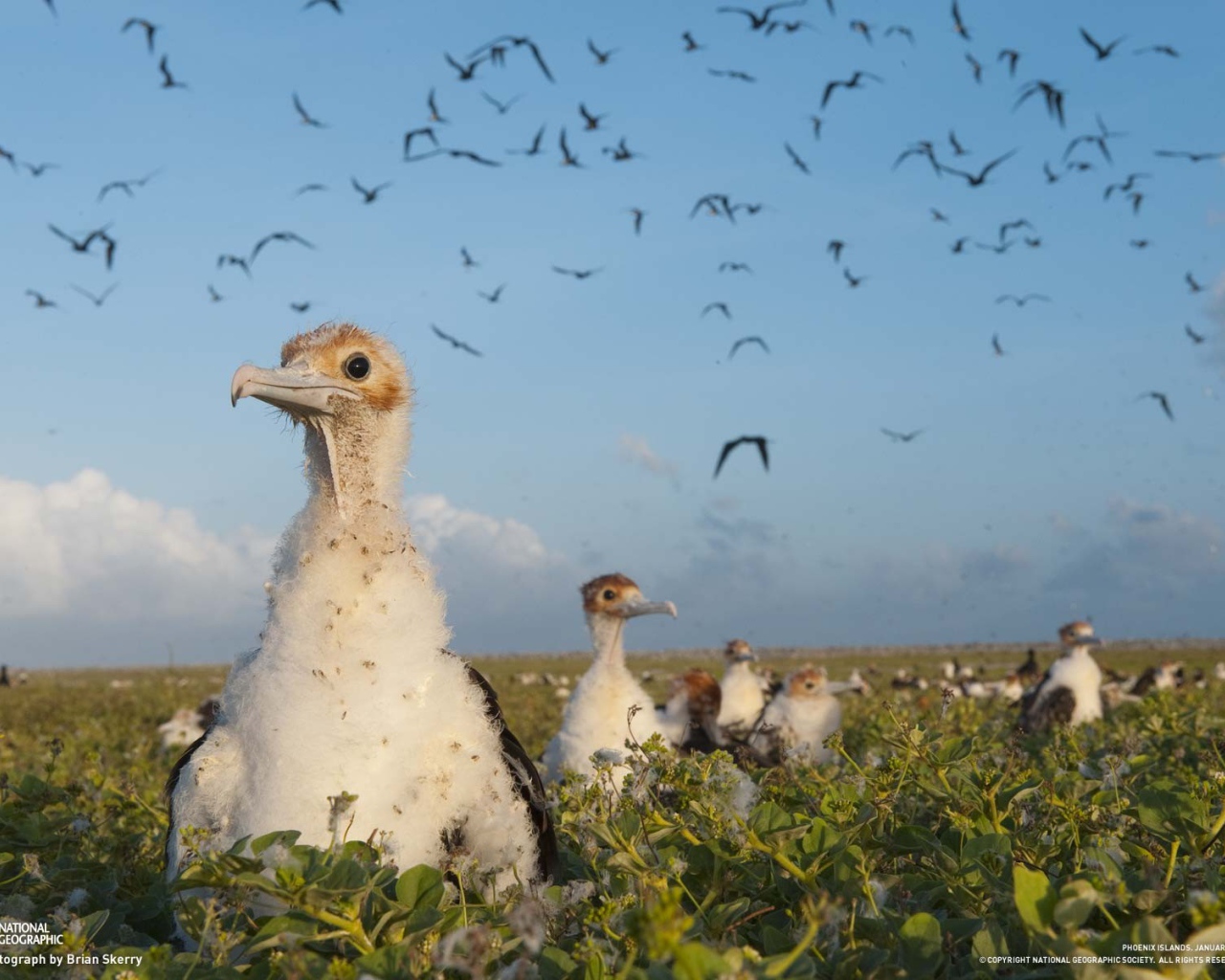 Большие птенцы