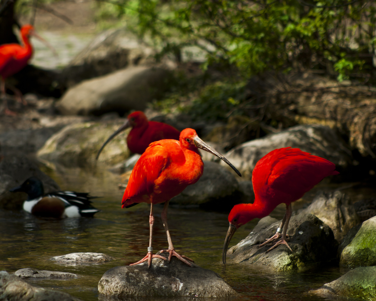 Птицы Ибисы