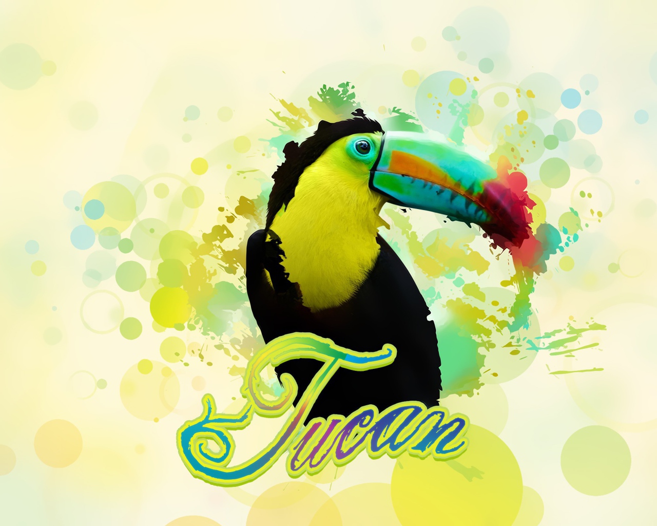 Птица тукан в красках