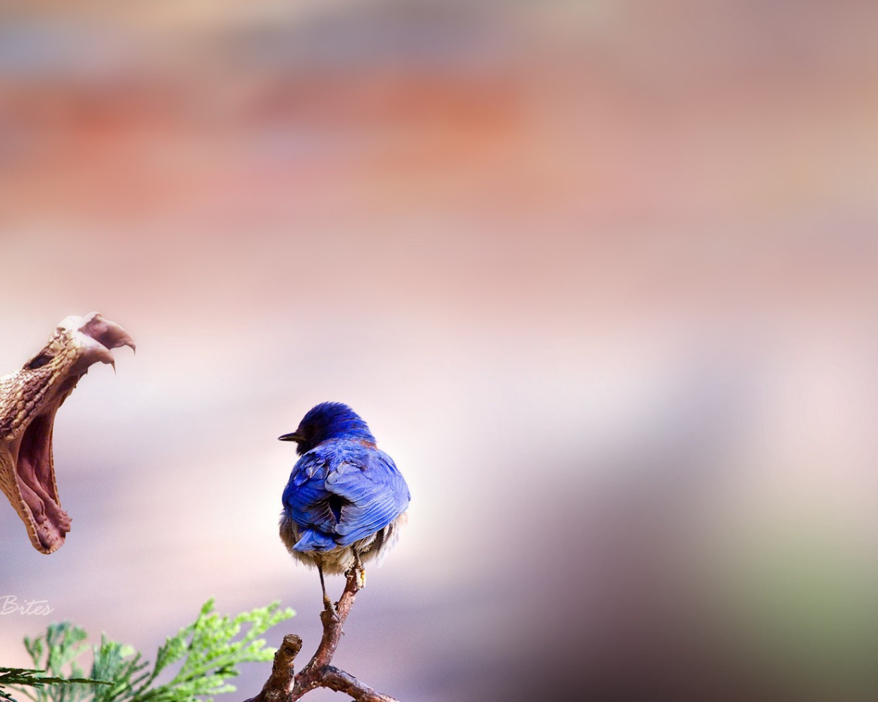 Птичка и змея