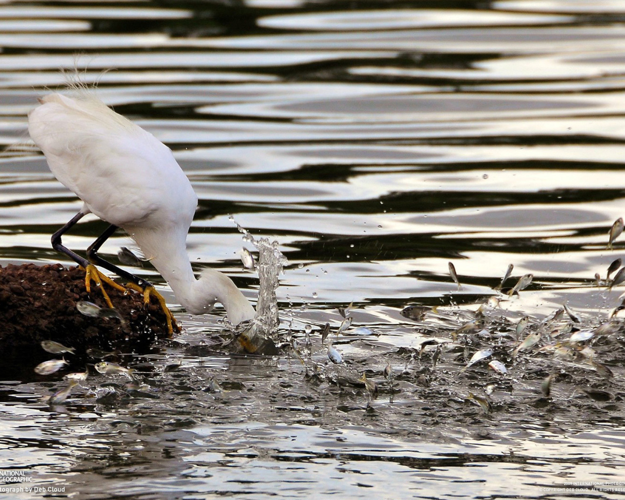 Птица ловит рыбу