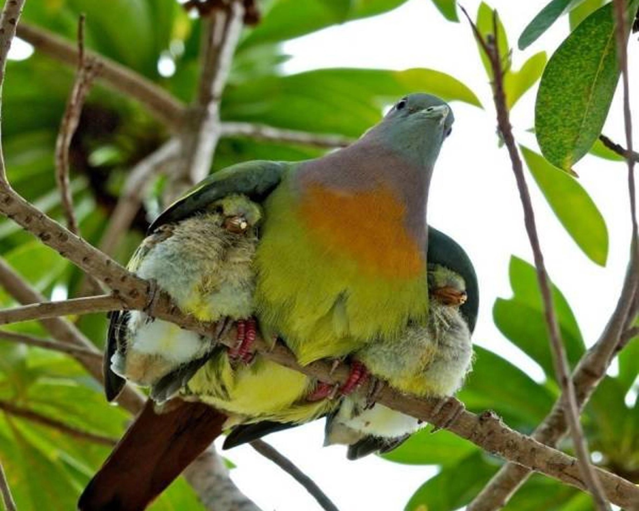 Птица прикрыла птенцов