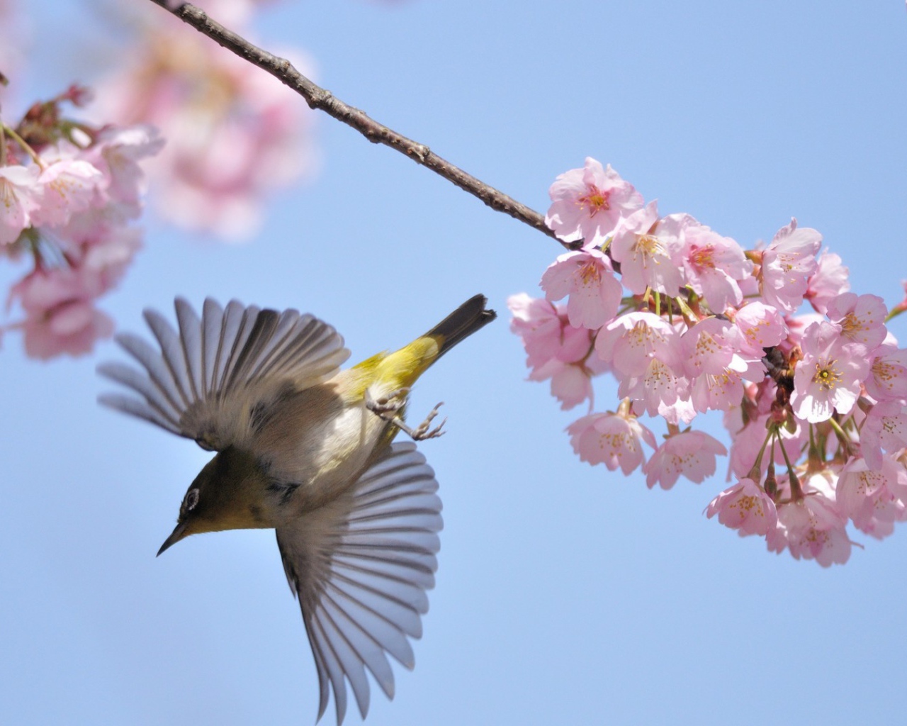 Птица у цветов