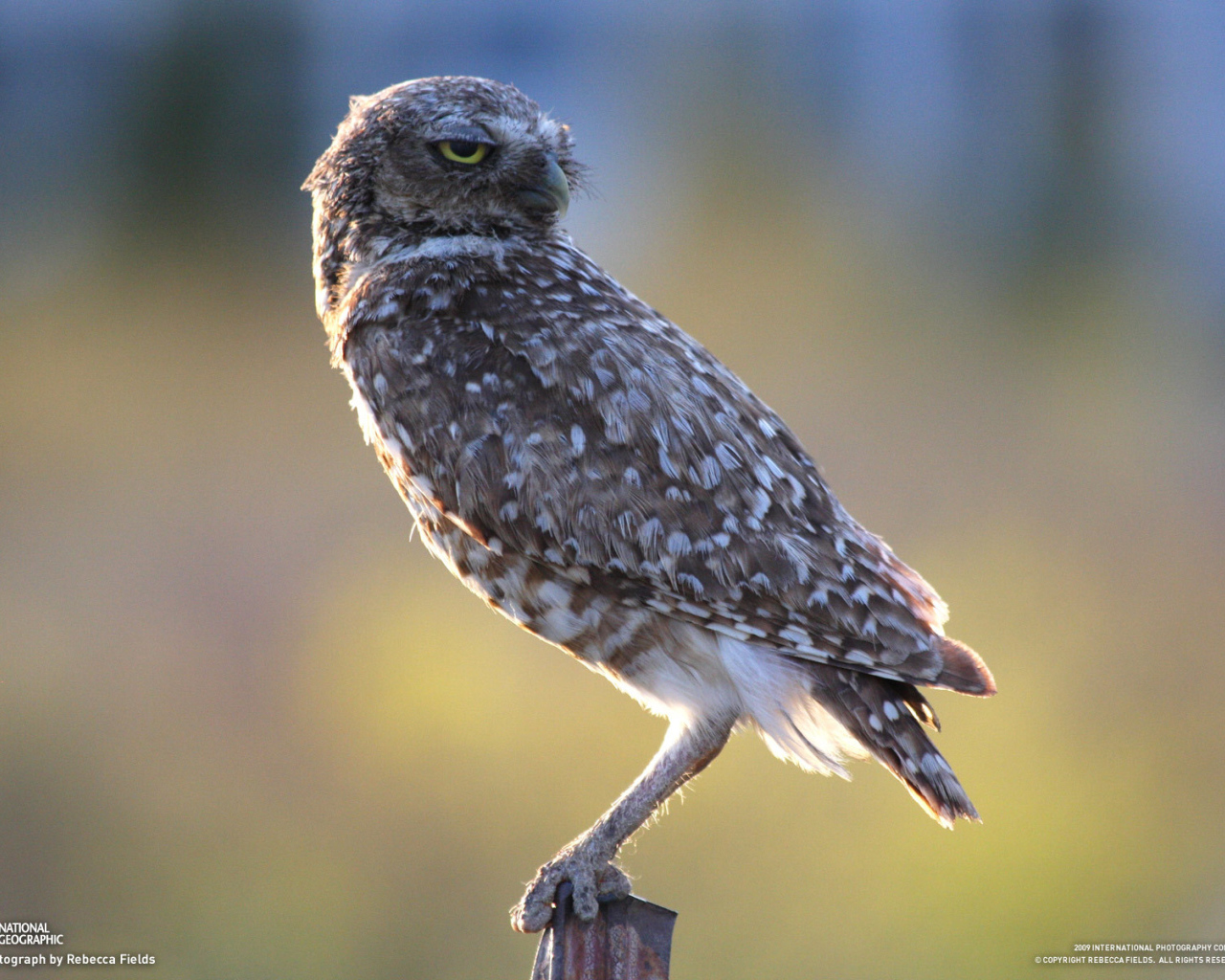 Хищная птица