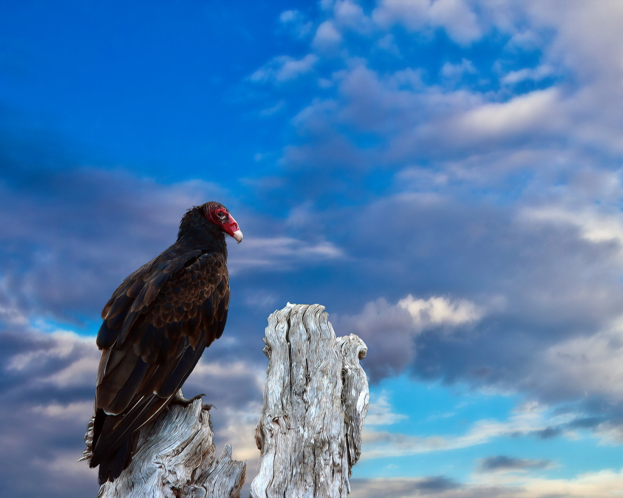 Птица на старом пеньке