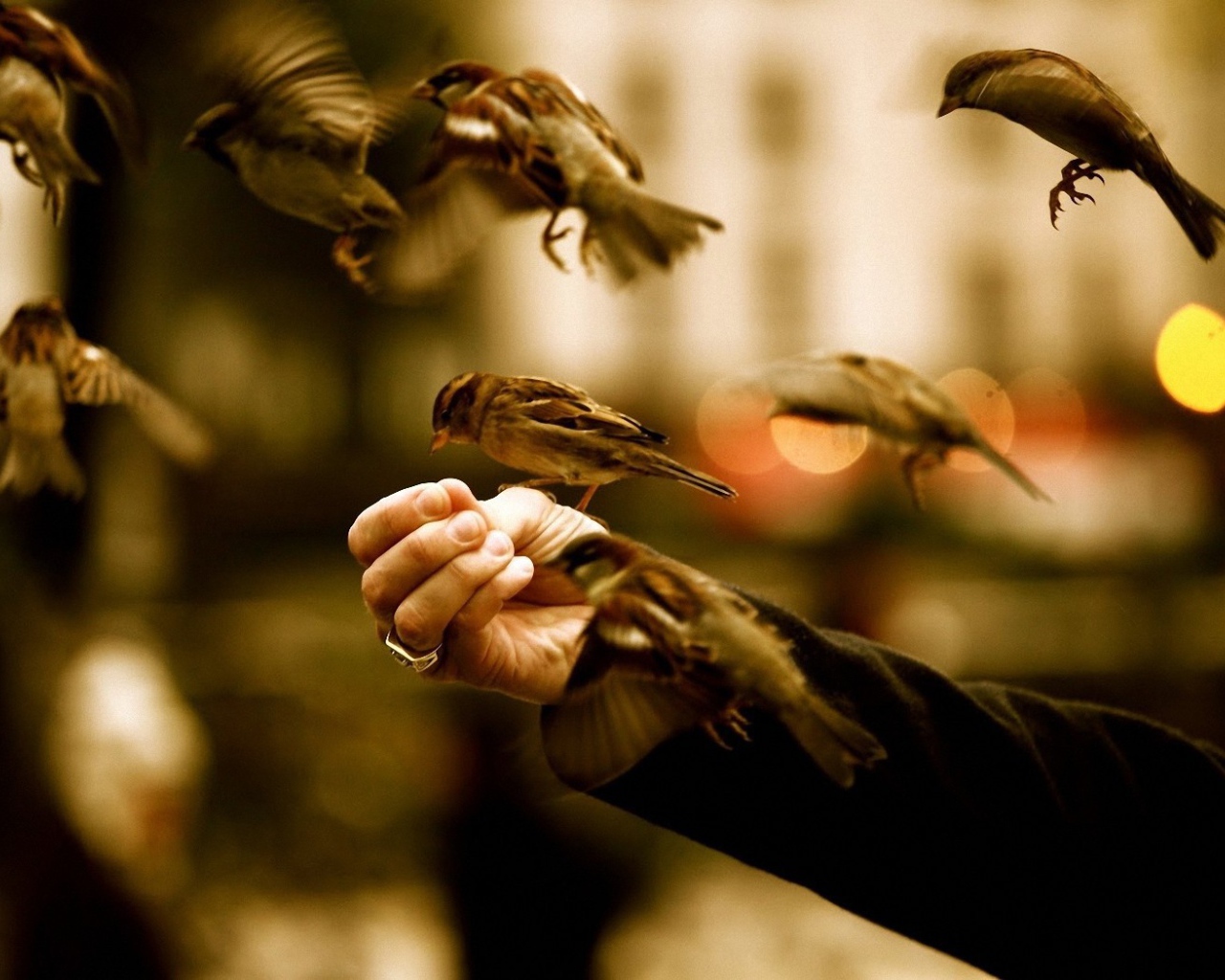 Птицы едят с руки