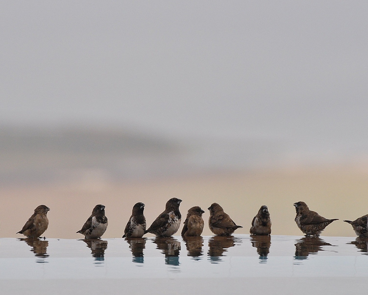 Птицы купаются