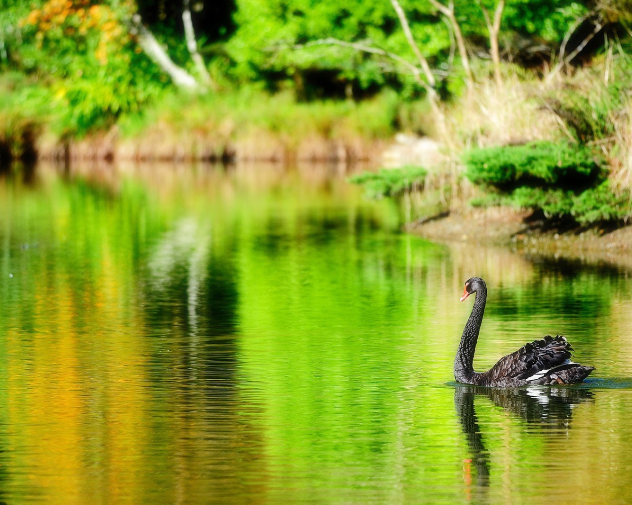 Черный лебедь