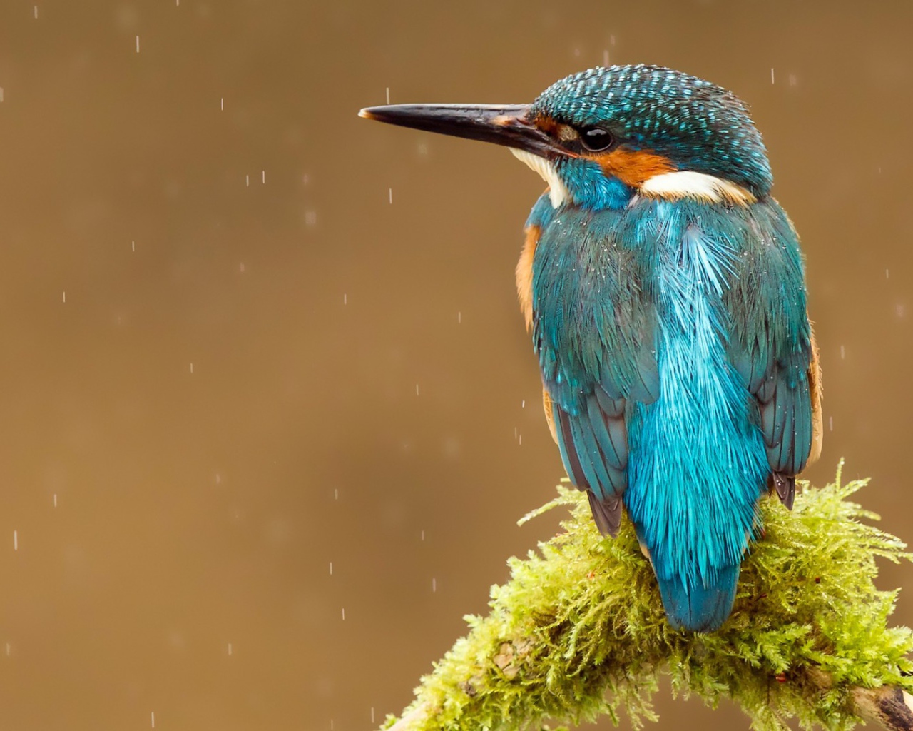 Голубая птичка