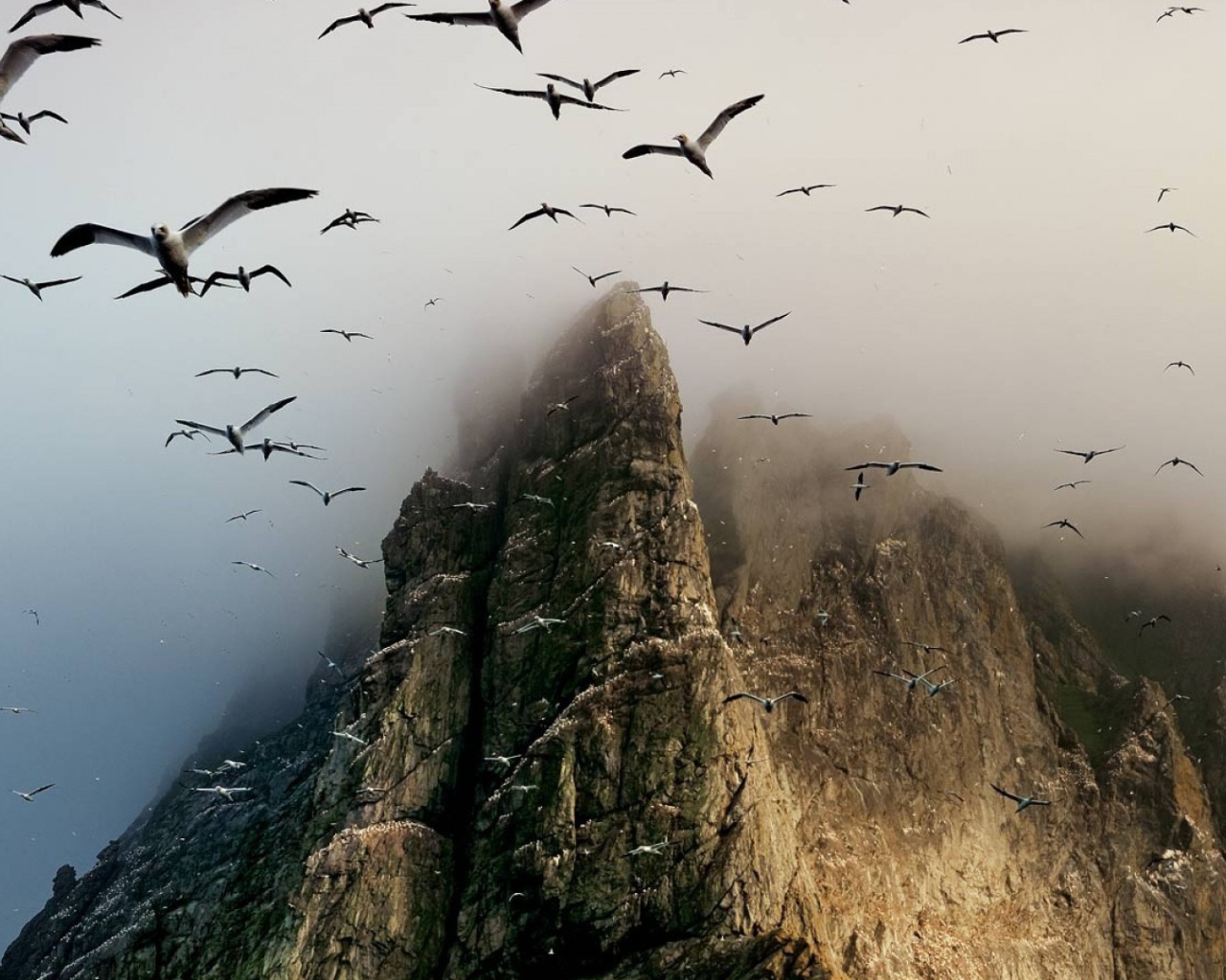 Гнездовье птиц на скалах