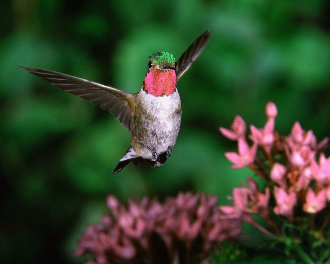 Broadtail humming bird