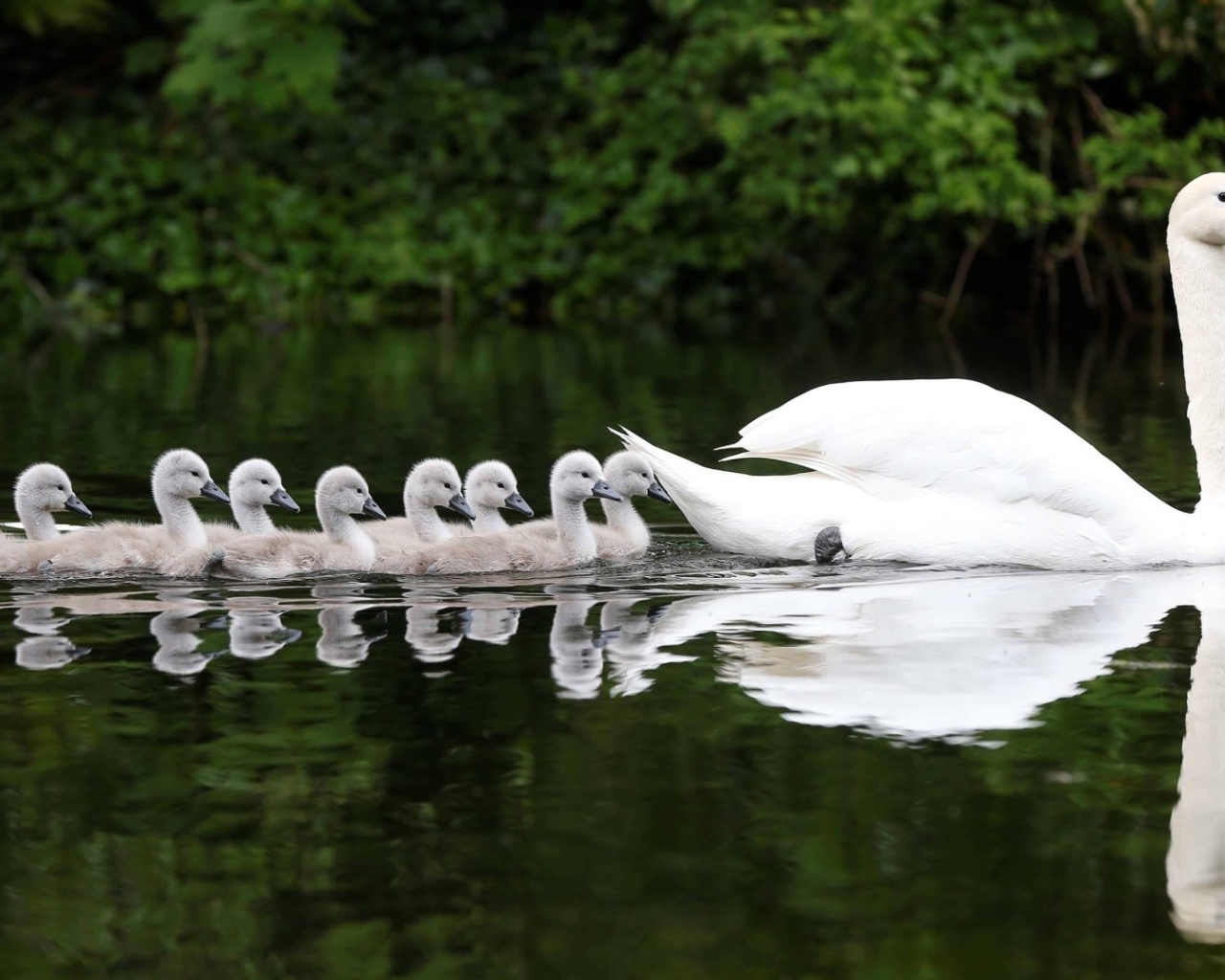 Выводок плывет за мамой