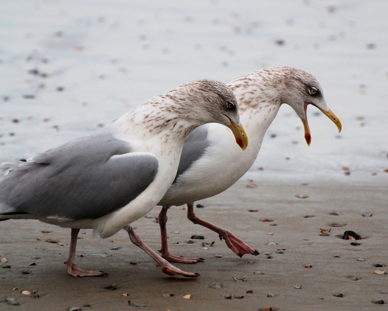 Чайки на пляже