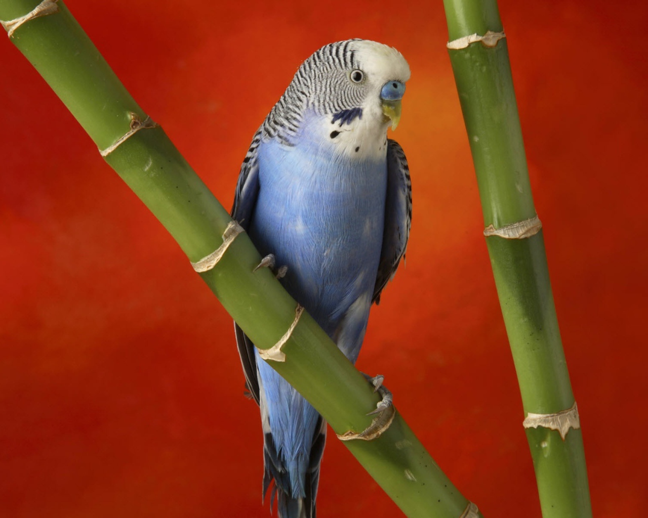 Красочный попугай