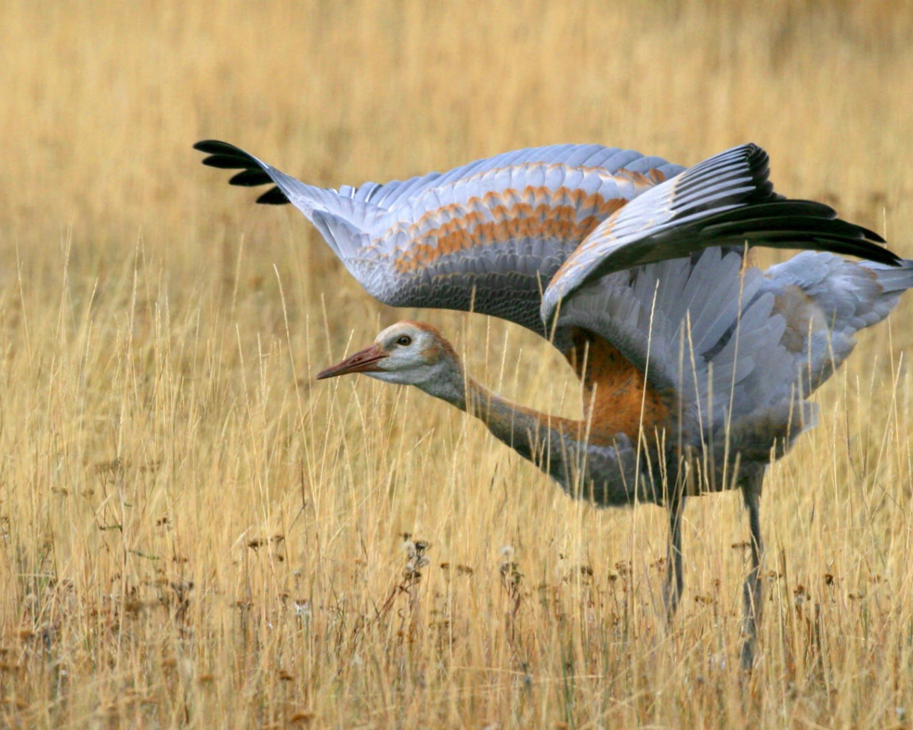 Журавль машет крыльями