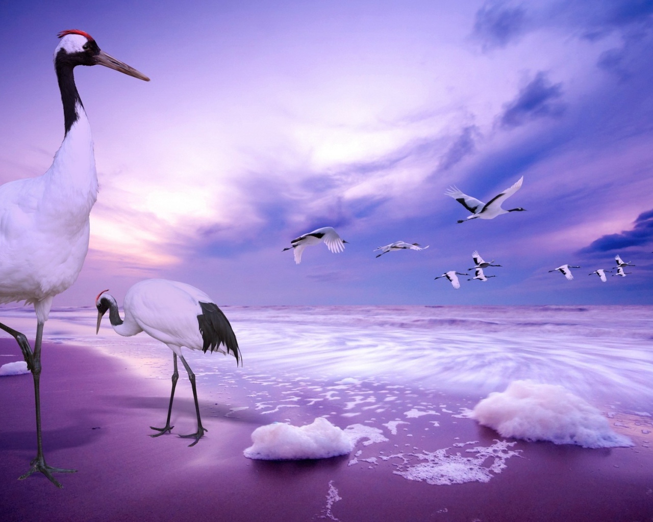 Журавли на пляже