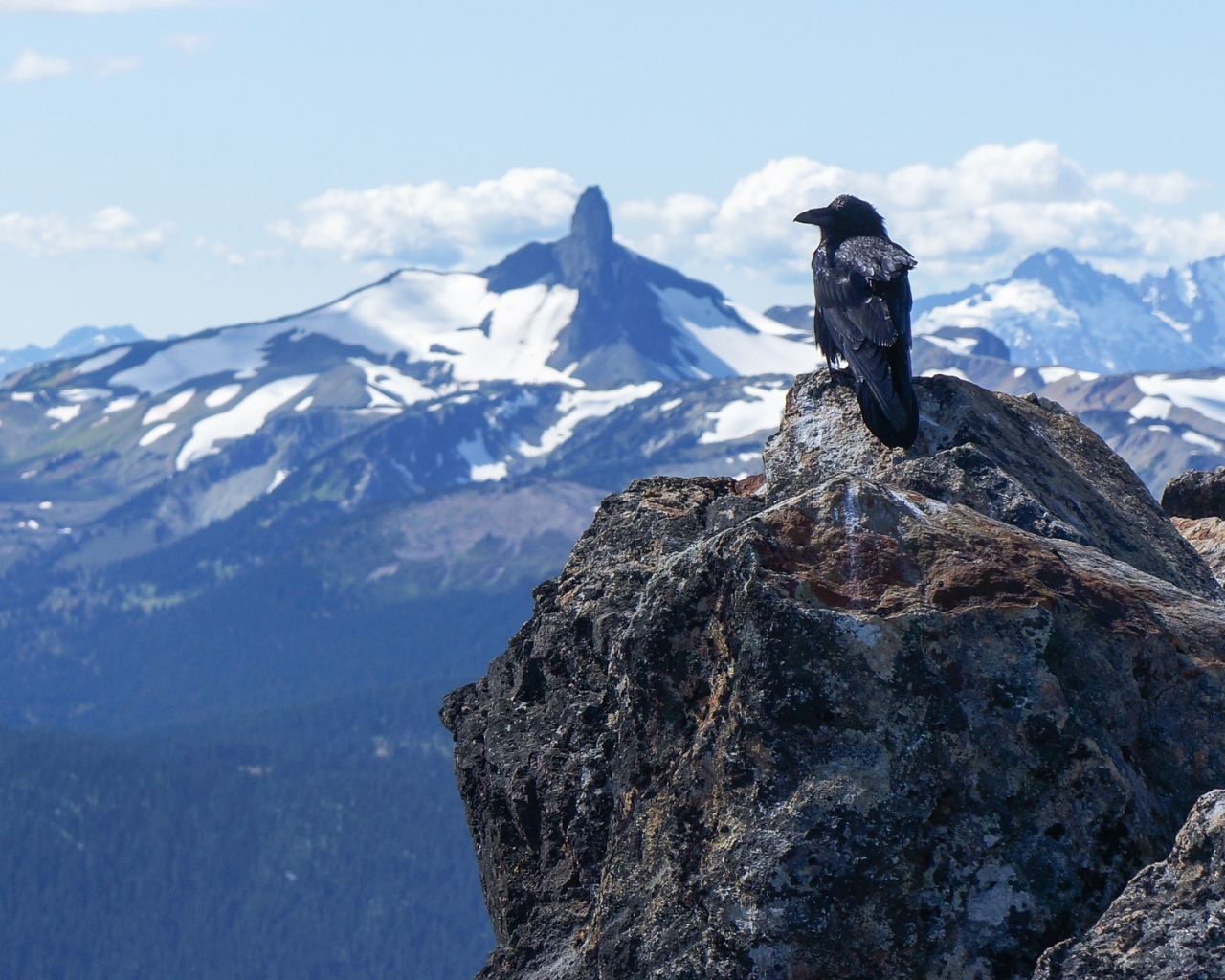 Ворона в горах
