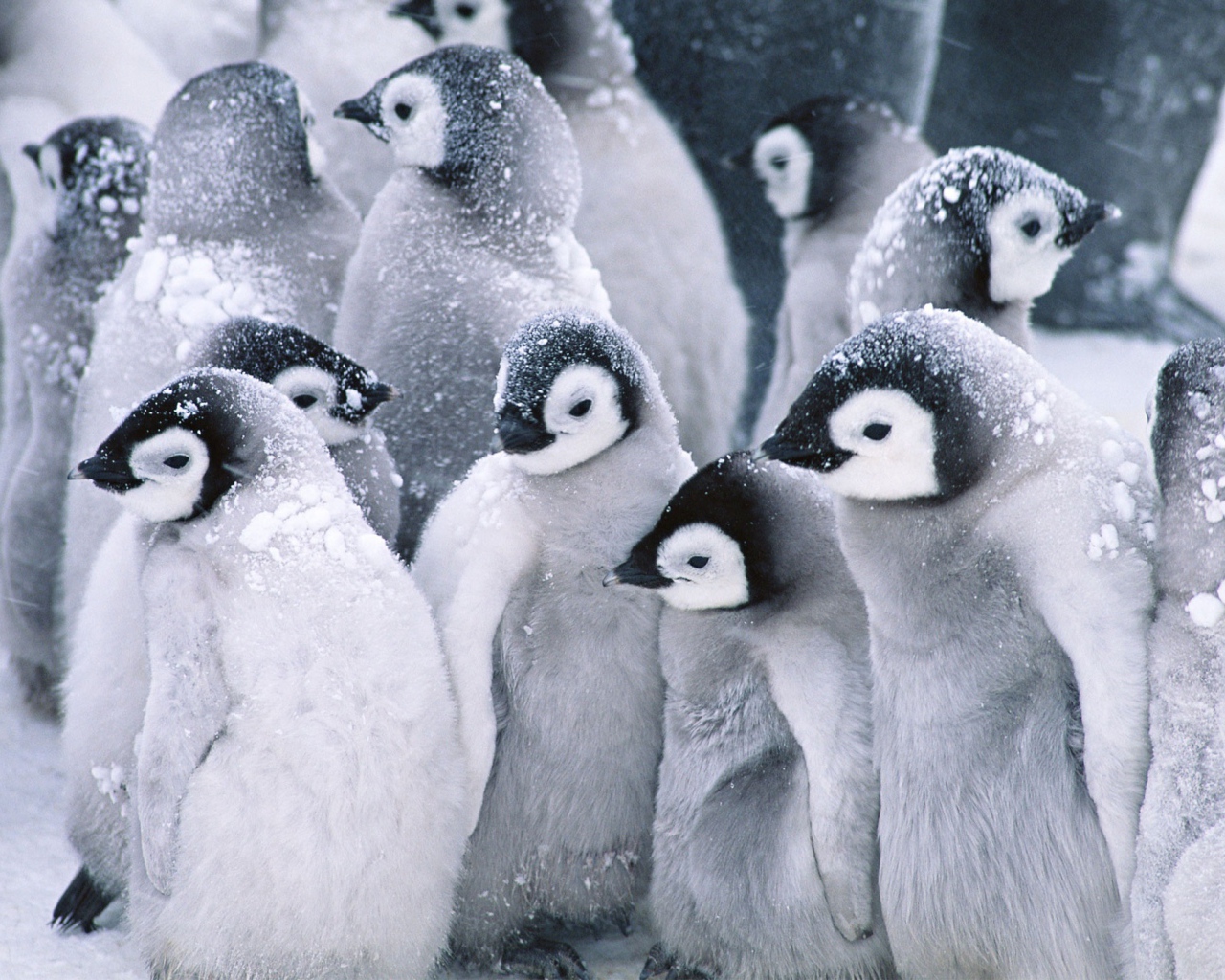 Симпатичные пингвины