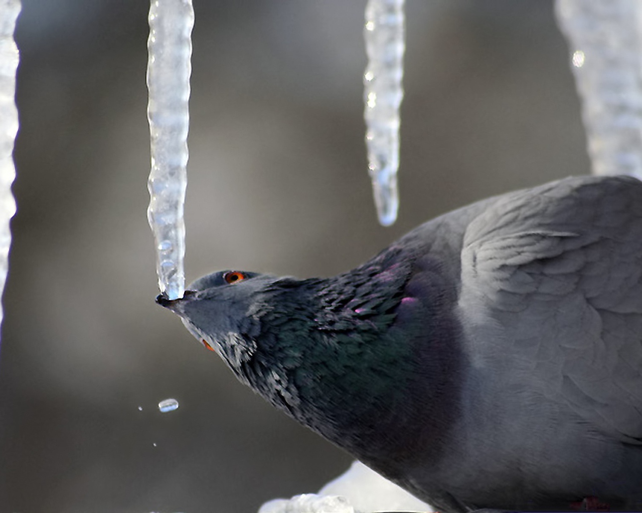 Голубь клюёт сосульку