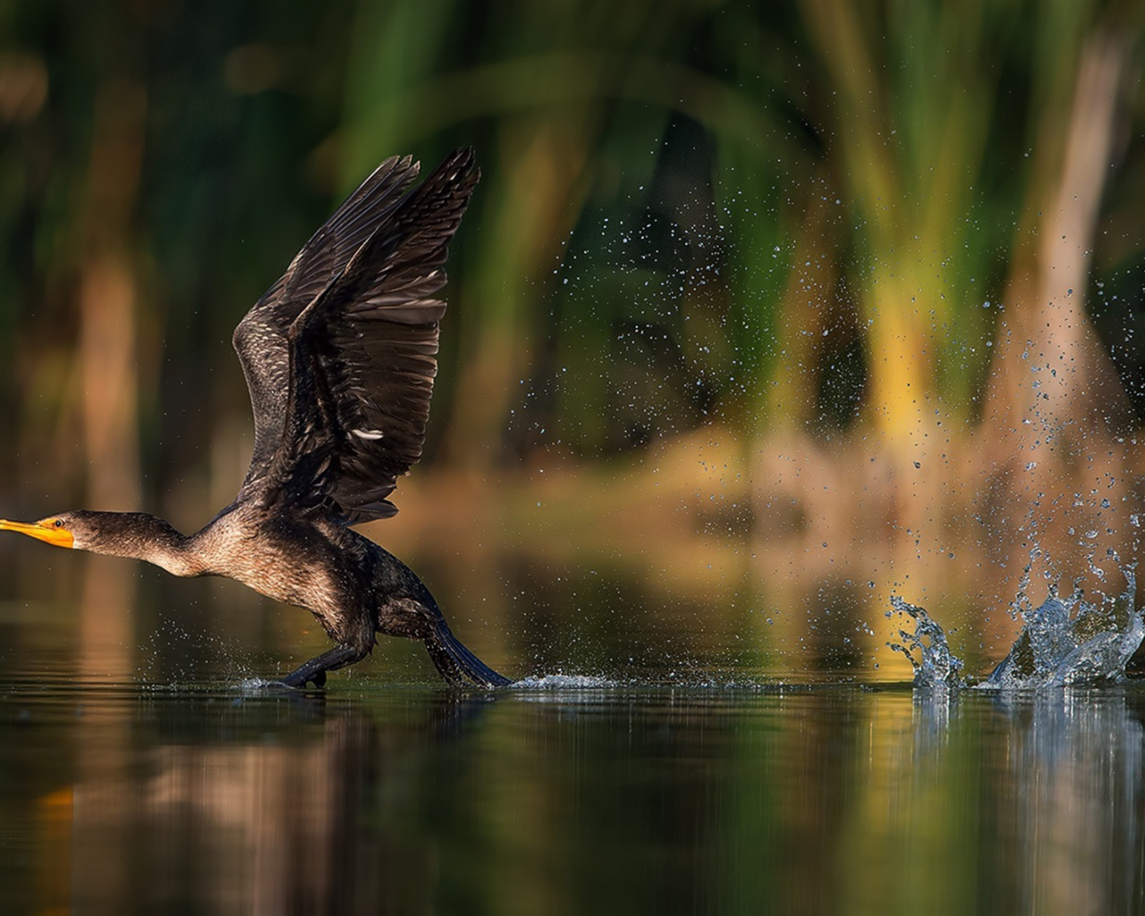 Утка взлетает с воды