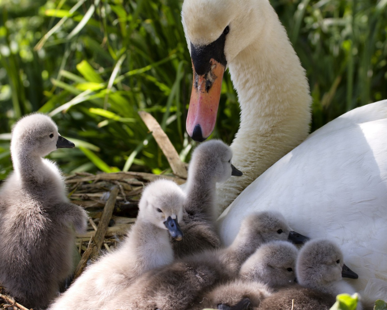 Утка с утятами