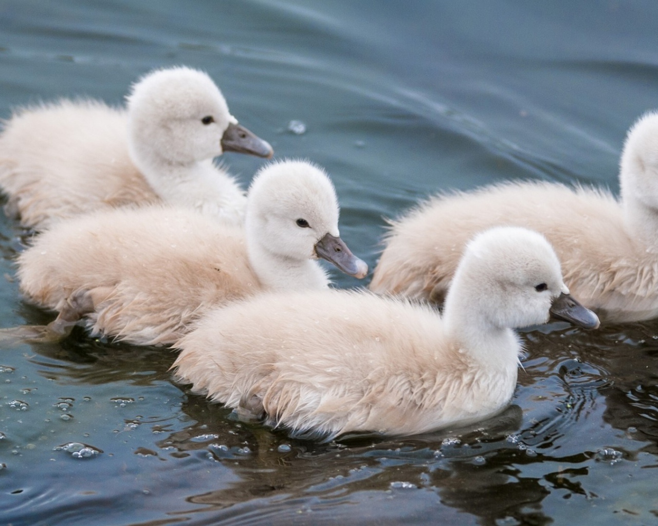 Утята в воде