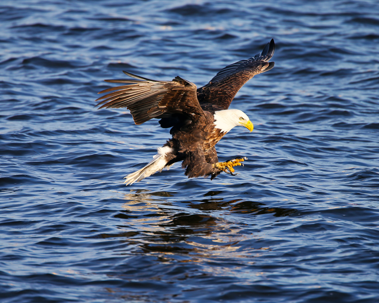 Орёл ловит рыбу
