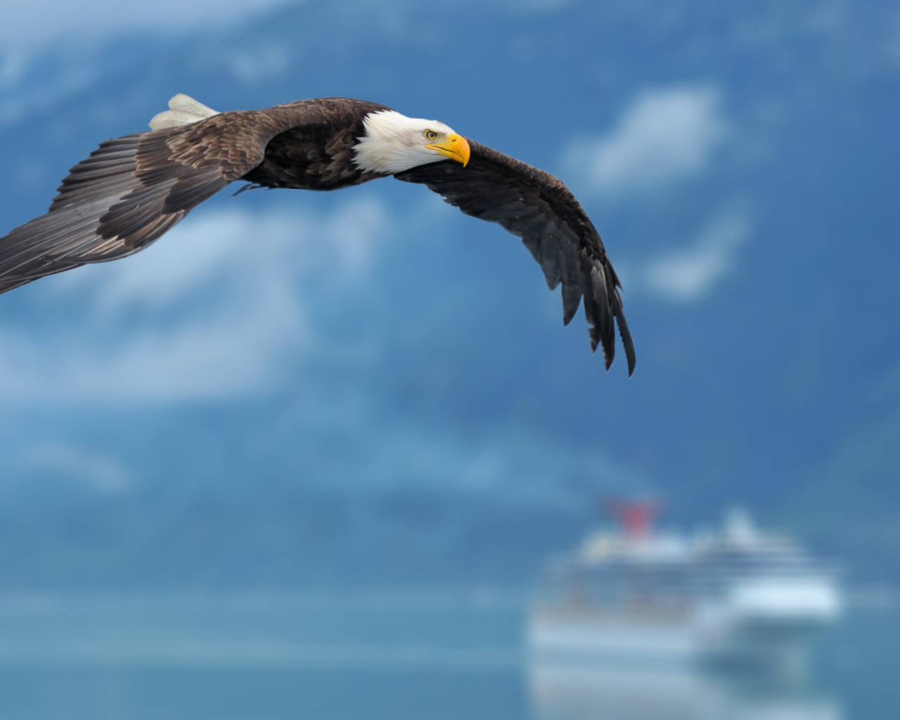 Орел на фоне неба