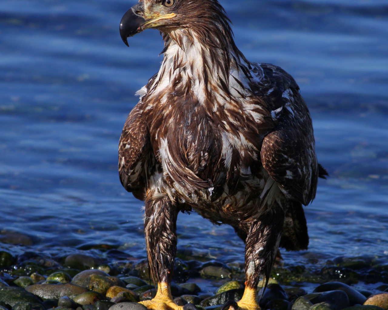 Орел на берегу моря