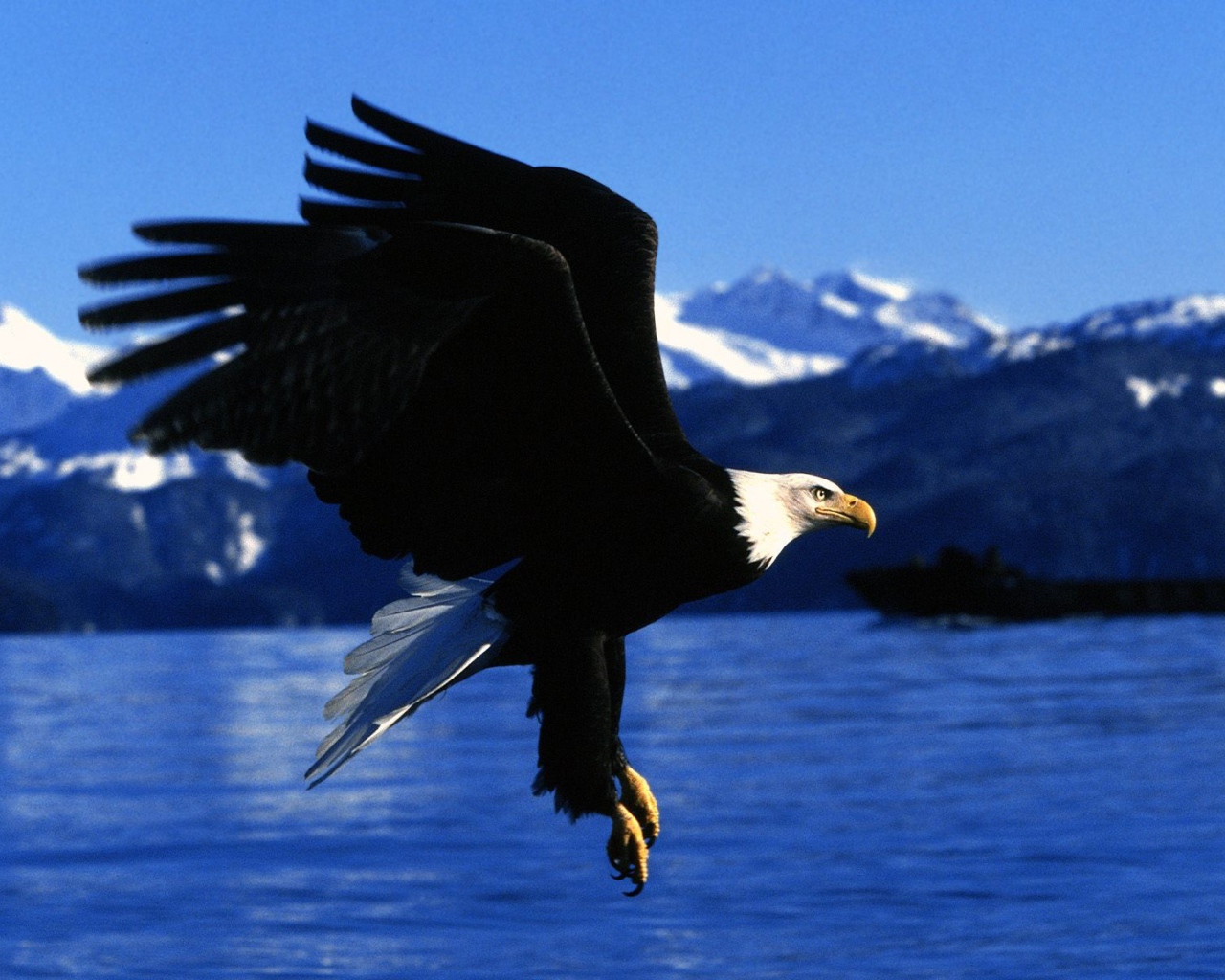 Полет орла на Аляске