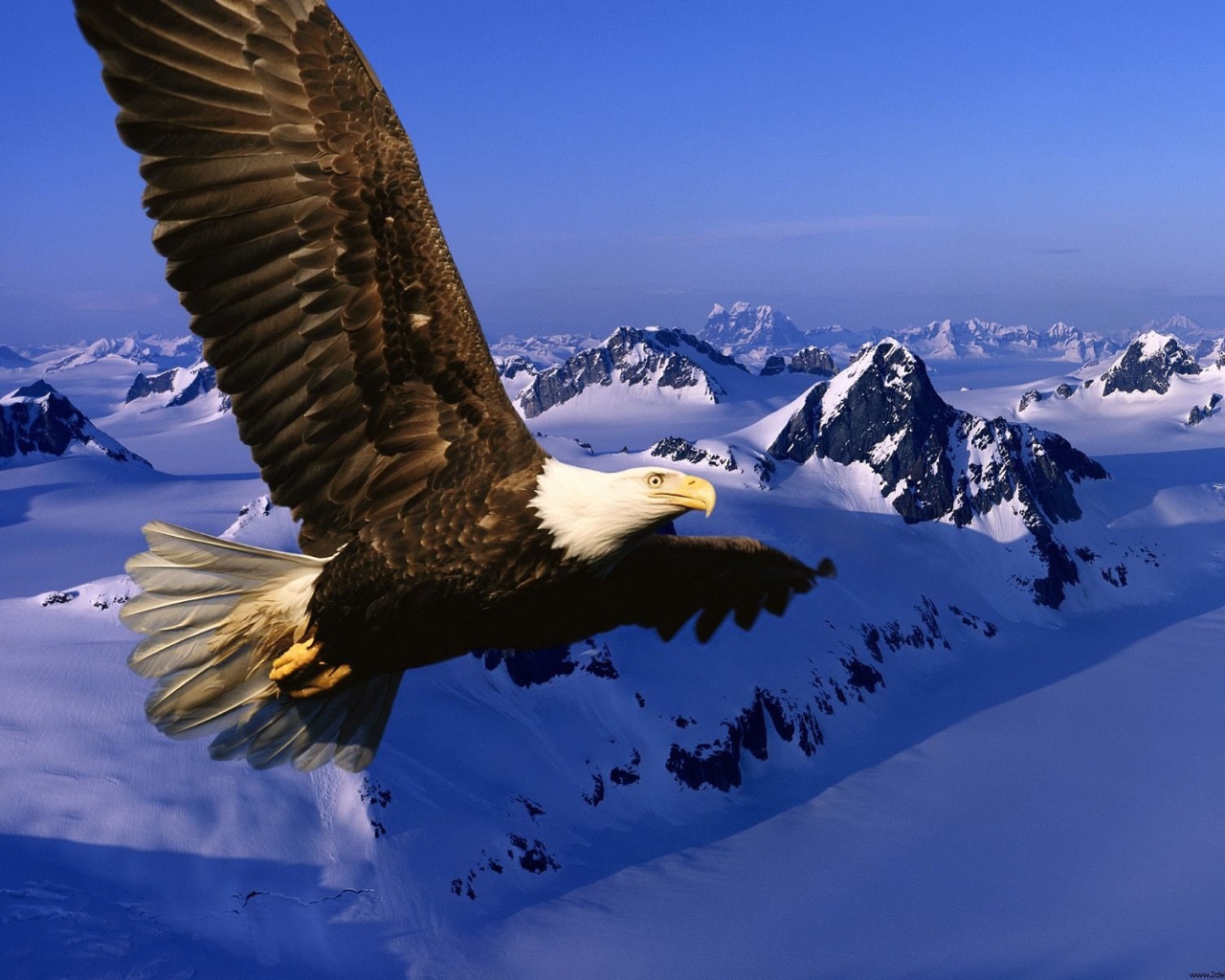 Вечная свобода