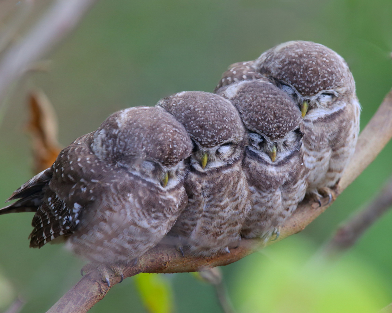 Семья сов на ветке