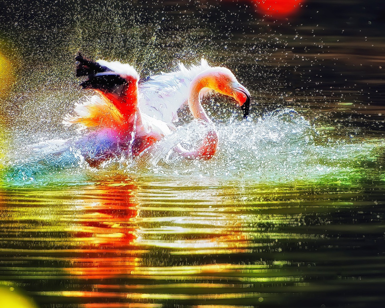 Фламинго играет в воде