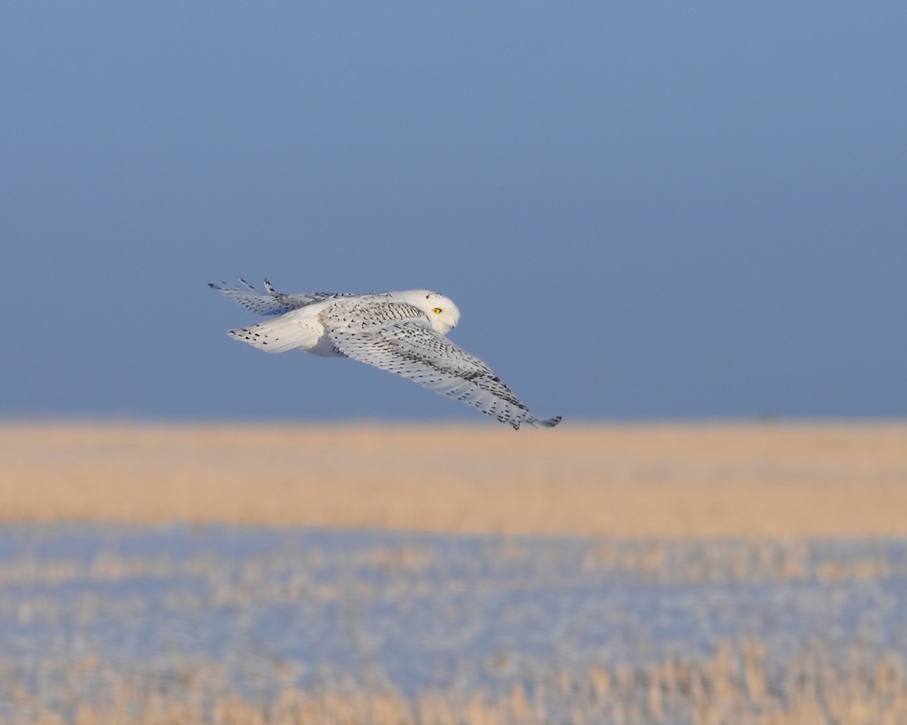 Полет полярной совы