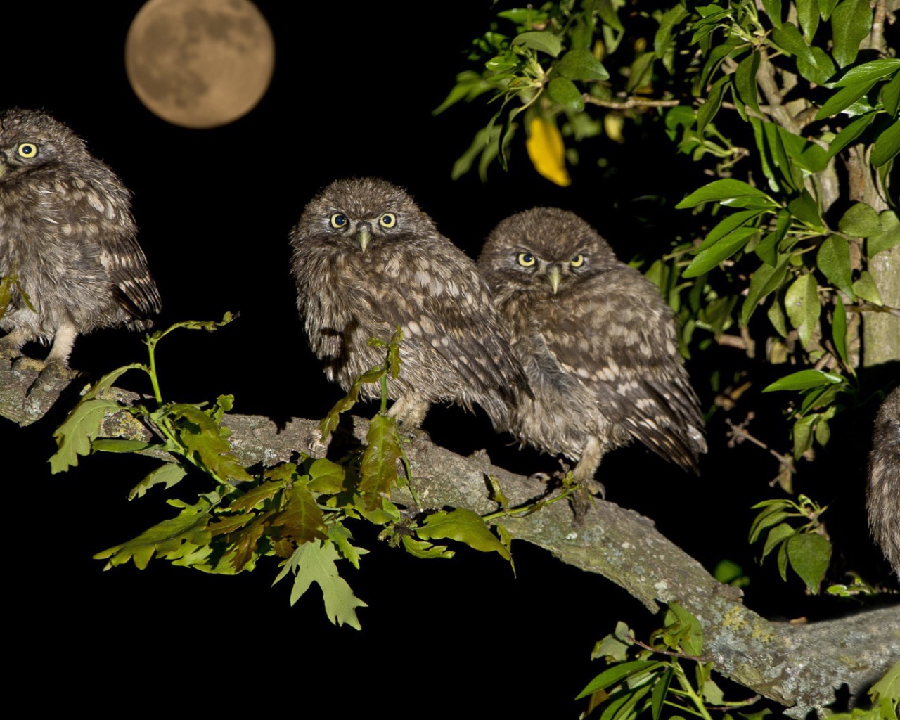 Четыре совы на дереве