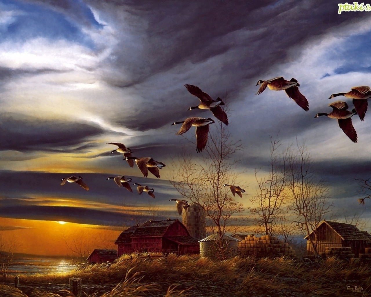 Гуси прилетели на озеро