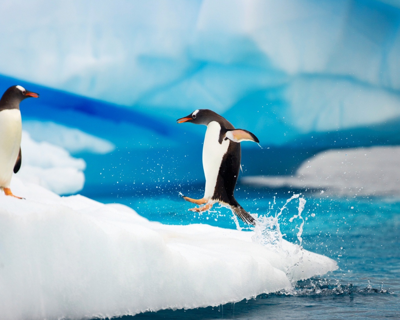 Арктические пингвины